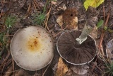 Agaricus auricolor image