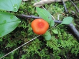 Hygrocybe miniata image