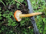 Hygrocybe miniata image