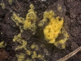 Chromelosporium fulvum image