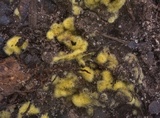Chromelosporium fulvum image