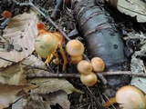 Hygrocybe psittacina var. perplexa image
