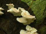 Climacocystis borealis image