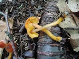 Hygrocybe psittacina var. perplexa image