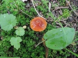 Hygrocybe psittacina var. perplexa image