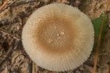Amanita farinosa image