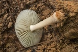 Amanita farinosa image