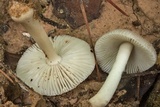 Amanita farinosa image