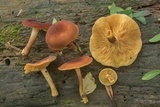 Tricholomopsis rutilans image