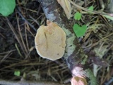 Hapalopilus rutilans image
