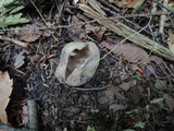 Sarcosphaera coronaria image