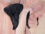 Geoglossum nigritum image
