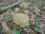 Polyporus umbellatus image