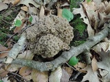 Polyporus umbellatus image