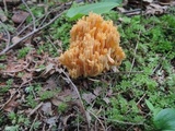Ramaria formosa image