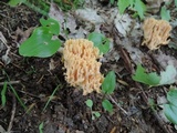 Ramaria formosa image