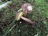 Boletellus chrysenteroides image