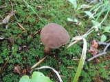 Boletellus chrysenteroides image