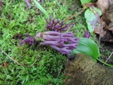 Clavaria zollingeri image