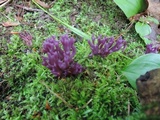 Clavaria zollingeri image