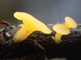 Phaeohelotium epiphyllum image