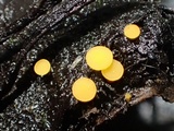 Phaeohelotium epiphyllum image