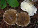 Ampulloclitocybe clavipes image