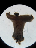 Phaeohelotium epiphyllum image