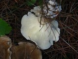 Ampulloclitocybe clavipes image