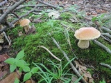 Boletus chippewaensis image