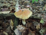 Boletus chippewaensis image