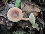 Lactarius frustratus image