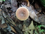 Lactarius frustratus image