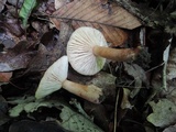 Lactarius frustratus image