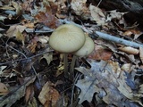 Oudemansiella furfuracea image