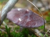 Entoloma violaceum image