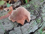 Hapalopilus rutilans image