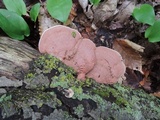 Hapalopilus rutilans image