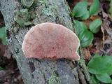 Hapalopilus rutilans image