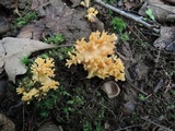 Ramaria formosa image