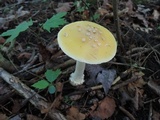 Amanita albocreata image