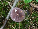 Entoloma violaceum image