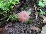 Laccaria amethystina image