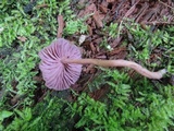 Laccaria amethystina image