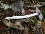 Entoloma violaceum image