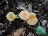 Hygrocybe laeta var. laeta image