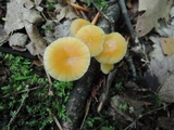 Hygrocybe laeta var. laeta image