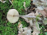 Entoloma conicum image