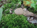 Entoloma conicum image