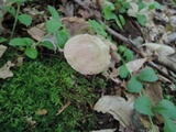 Entoloma conicum image